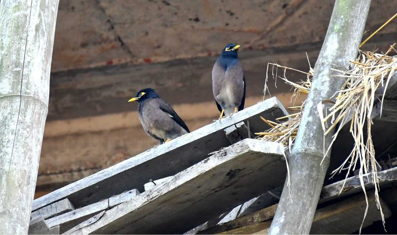 "A pair of shaliks perched together—a symbol of harmony and good fortune in South Asian traditions." ( Photo: Biplob Talukder, Voice7 News ) 